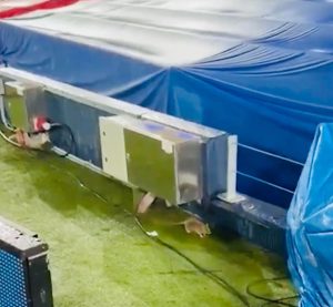 “Rats invade Camp Nou before the match between Barcelona and Copenhagen.”