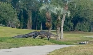 VIDEO: Giant crocodile invades golf course in Florida