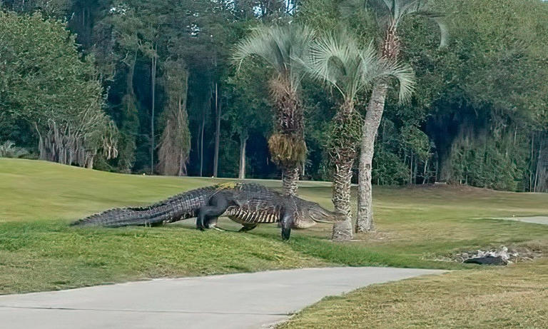 VIDEO: Giant crocodile invades golf course in Florida